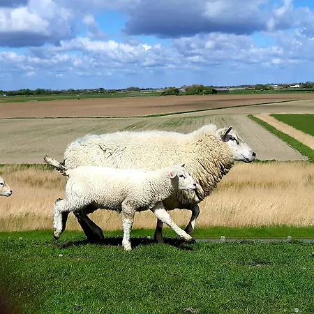 Tammwarftshof *
